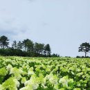 석호농원 | 2023 영랑호 수국 7000본 만발 😄 / 속초 수목 농원