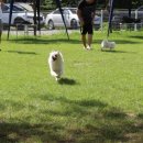 숲속애견랜드 이미지