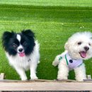 도그스테이 이미지