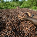 Cacao en Côte d’Ivoire : face à la flambée des cours, les autorités font un 이미지