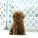 보들보들 이미지