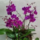 테크노 꽃나라 이미지