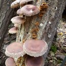 산골농장 이미지