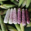 곡성농협 APC 이미지