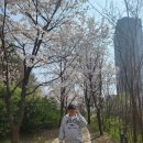 원천리천 | 수원원천리천 봄 벚꽃 명소 구경및 가을 낙엽 명소 소개,홍보글(수원도심 당일치기...