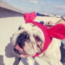 돼지두마리 이미지