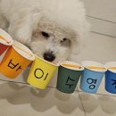 부산애견호텔 강아지유치원 애견미용 맘바이 수영구점 이미지