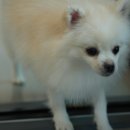 옐레드 애견유치원 & 애견호텔 대전노은점 이미지