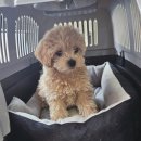 퍼피루미 이미지