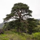 구름이 쉬는 나무 이미지