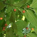 조경기능사(실기) 이미지