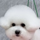 황언니 펫살롱 이미지