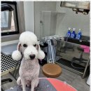 The빛나개 이미지