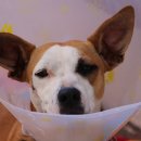 우리강아지(My Dog) 이미지