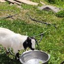 유포리목장 이미지