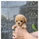 아이러브 독 이미지