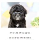 도그마루 강아지 고양이 동탄점 이미지
