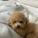 초로동물병원 이미지