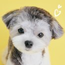 펫밀리스튜디오