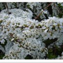 조팝꽃피는마을 이미지