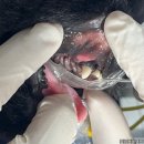 앙리동물병원 이미지