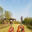 마호가니 이미지