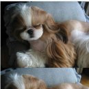 예쁘개 이미지