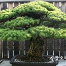 우리분재 이미지