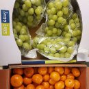 팜프레쉬마켓 | 🍏🍌 과일 천국, 팜프레쉬마켓에서 신선한 과일 만나보세요! 🍊🍍