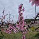 복사꽃마을 이미지