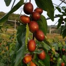 양달농장 이미지