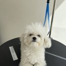 유어펫 살롱 이미지