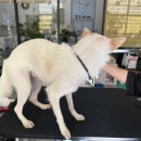 봉순이네 펫살롱 이미지