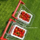 강부자 농장 이미지