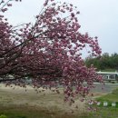 정곡초등학교 이미지