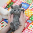 광주 고양이 분양 냥블리 광주점 | 광주고양이분양 입양하고 배운점