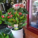 민플라워 이미지