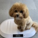 제이 애견 미용 이미지