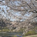 금호강10 | 대구 벚꽃 명소 :: 금호강 생태공원 (개화 현황, 주차 꿀팁)