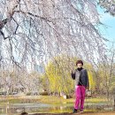 부들공원 게이트볼장 | 경기도 일산 호수공원 벚꽃 명소 주차장 둘레 산책