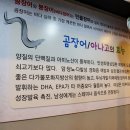 태중산아나고곰장어 이미지