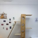 고양이 미용실 그냥 이미지