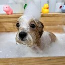 파파펫살롱 이미지