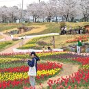 튤립 | [대구/다사] 봄 튤립 명소 추천, 인생샷 건지기 좋은 세천늪테마정원 튤립 후기
