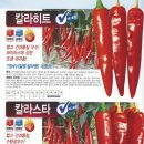 삼성고추 네이버블로그