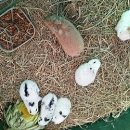 대관령 아기동물농장 이미지