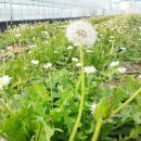 하얀민들레 이미지