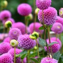 (유)라일 이미지