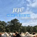 (주)제주여행문화 | 아이와 제주 여행 | 제주마 입목 문화 축제 후기