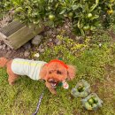 두리농장 | 25년 10월 두리 일상